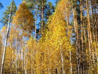 Fototapeta premium Birch grove on sunny autumn day, beautiful landscape through foliage and tree trunks, panorama, horizontal banner
