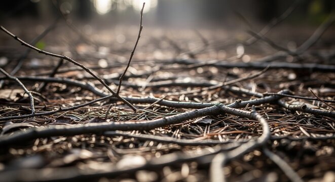 Forest Floor with Twigs. A wide-angle, shallow depth-of-field shot of thin branches scattered across a forest floor covered in pine needles and dry leaves
