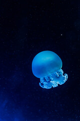 Several glowing blue jellyfish drifting in dark ocean water, captured underwater with soft focus and floating particles, creating a serene, mysterious marine life scene