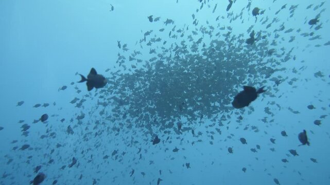 Large swarm of redtooth triggerfish forming a tight ball in midwater, Banda Sea, Indonesia.
