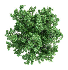 Obraz premium PNG Real sycamore tree green view vegetation.