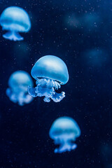 Several glowing blue jellyfish drifting in dark ocean water, captured underwater with soft focus and floating particles, creating a serene, mysterious marine life scene © Olga