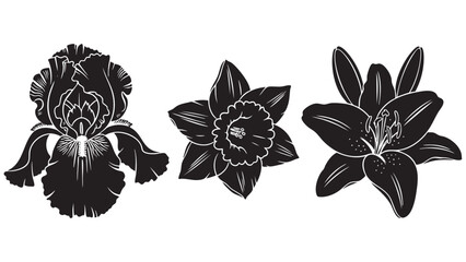 Fototapeta premium Three detailed stylized orchid flowers isolated on transparent background