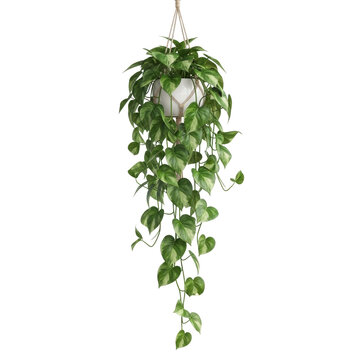 Pothos hanging plant with tendrils