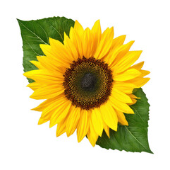 Obraz premium PNG Sunflower leaf photography botanical.