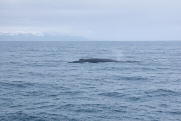 Fototapeta premium Distant blue whale barely breaking the ocean surface near Iceland, shown as a subtle dark shape in vast cold water under a wide sky, minimalist documentary wildlife photography.