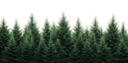 Obraz premium PNG Forest pine background nature.