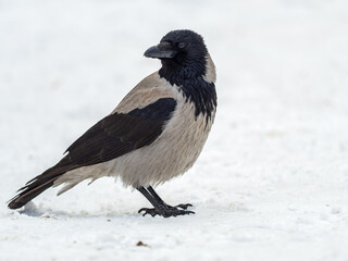 Crow in the snow on a winter day close-up