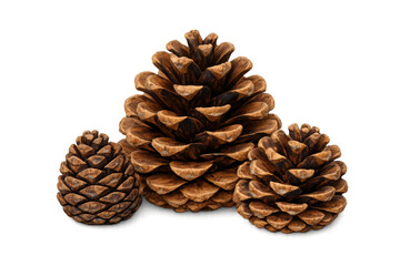 Fototapeta premium Pinecones offering natural forest elements, evergreen tree seeds, and rustic autumn decoration on transparent background