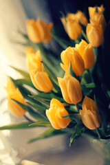 Obraz premium Yellow blooming tulip flowers in spring garden, floral wallpaper or background, design pattern