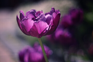 Obraz premium Pink and purple blooming tulip flowers in spring garden, floral wallpaper or background, design pattern 