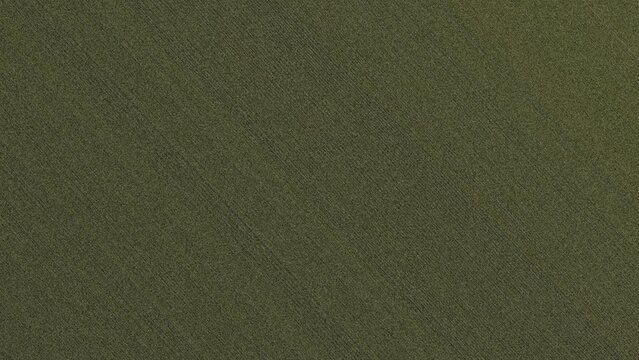 Olive green fabric texture background