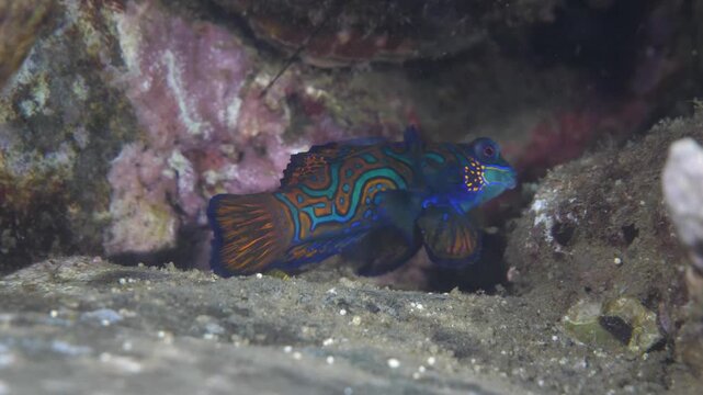 Colorful mandarinfish perched on broken coral debris under shaded reef area, Banda Sea.