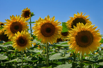 Sunflower heads with yellow petals drying against a blue sky background