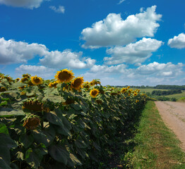 Bright sunflowers on the edge of the field and a dirt road, beautiful sky