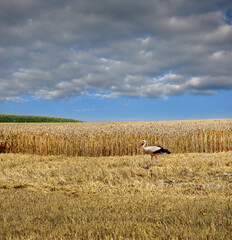 stork on stubble, searching for food in the field after the harvest