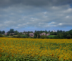 sunflower field with yellow flowers, village on the horizon and blue sky with clouds