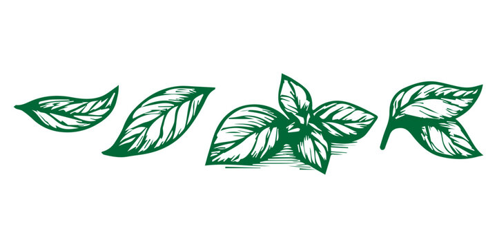 Fresh green basil herb leaves flat illustration