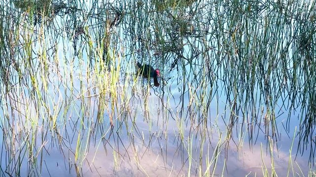Footage of an Australasian Swamphen water bird walking through weeds in Wentworth Falls Lake in the town of Wentworth Falls in the Blue Mountains in New South Wales, Australia.