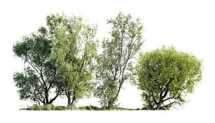 Obraz premium PNG Group of different trees outdoors willow nature.