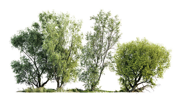PNG Group of different trees outdoors willow nature.