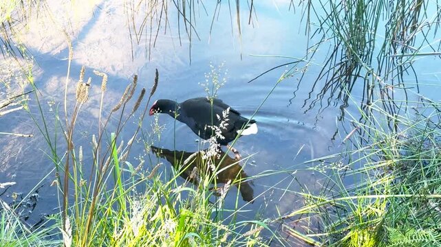 Footage of an Australasian Swamphen water bird walking through weeds in Wentworth Falls Lake in the town of Wentworth Falls in the Blue Mountains in New South Wales, Australia.