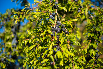 Black berries on a green tree branch in bloom