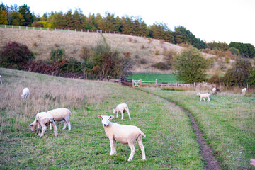 Cute wool sheep herd on a green field meadow landscape in the Cotswolds, England