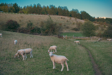 Cute wool sheep herd on a green field meadow landscape in the Cotswolds, England