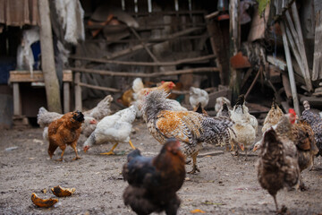 Domesticated chickens foraging in rustic farmyard