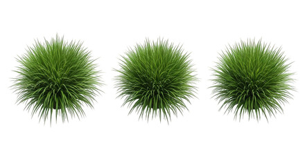 Obraz premium Three bunches of green ornamental grass on white background