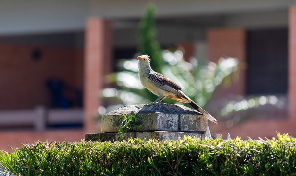 Photograph of a Guira cuckoo.