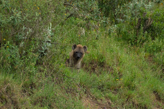 African Spotted hyena from Masaimara, Kenya, Africa