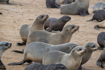 Fototapeta premium Several Cape fur seals (Arctocephalus pusillus) moving along the beach with one stopping to look at the photographer at Cape Cross, Namibia.