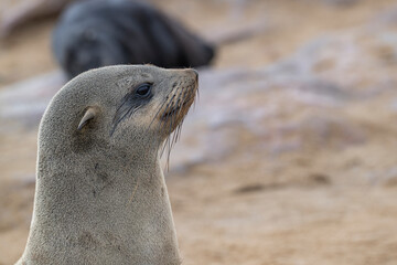 Naklejka premium Portrait of a young Cape fur seal (Arctocephalus pusillus) looking to the right with another individual blurred in the background on the sand at Cape Cross, Namibia.