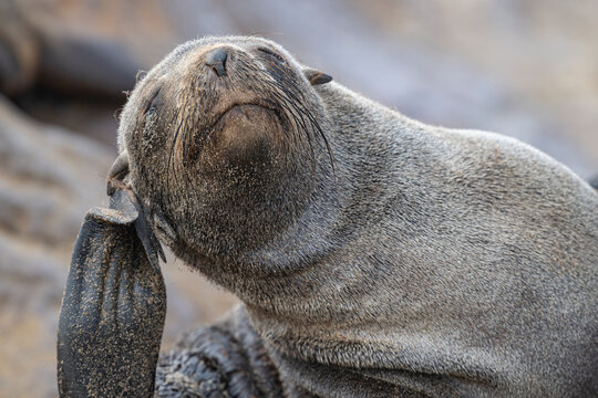 Sandy young Cape fur seal (Arctocephalus pusillus) scratching its right ear with a flipper on the beach at Cape Cross, Namibia.