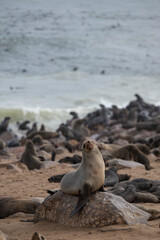 Portrait of a Cape fur seal (Arctocephalus pusillus) posing on an ochre rock with the colony and beach in the background at Cape Cross, Namibia.