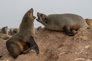 Two Cape fur seals (Arctocephalus pusillus) fighting aggressively on an ochre rock at Cape Cross, Namibia.