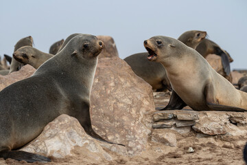 Two Cape fur seals (Arctocephalus pusillus) yelling at each other on a rock while the rest of the colony sleeps. Cape Cross, Namibia.
