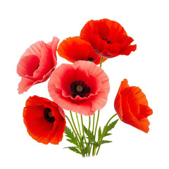 Fototapeta premium Velvet Flame: A Cluster of Red Poppies Blooms in Floating, Fiery Elegance