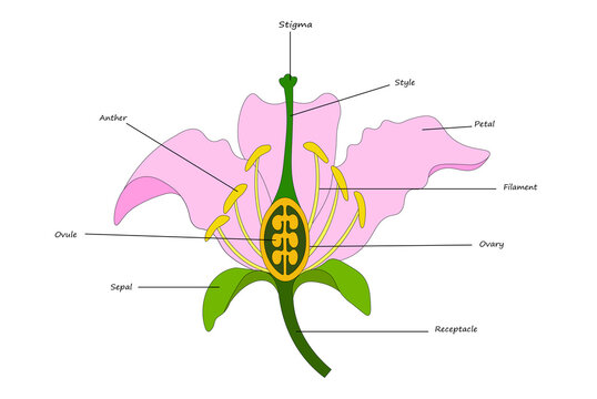 Anatomy of a Flower Biological Diagram: Stigma, Style, Petal, Filament, Ovary, Ovule, Sepal, Receptacle for Botany Science Education