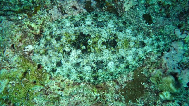 Overhead shot of a flounder camouflaging with coral textures on reef floor in the Banda Sea, Maluku, Indonesia.