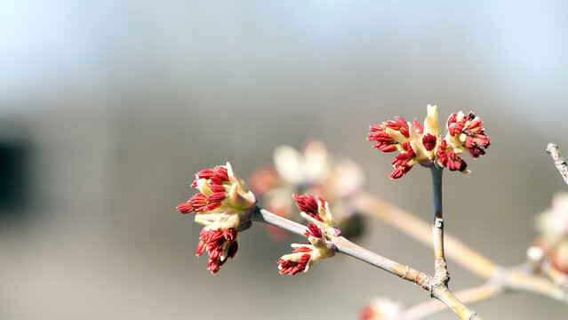 Young flowering branches of Acer palmatum in early spring. Nature awakens, comes to life. Spring tree blossoms, close-up. Macro photo of maple blossoms. The beauty of nature, natural background