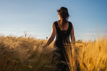 Obraz premium Back view of a young woman in a black dress walking through a golden barley field at sunset. Serene nature lifestyle, freedom, and peaceful countryside mood