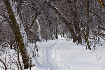 winter forest road. A snow-covered road stretches through a tranquil winter landscape, framed by trees. Snow-covered road, cold season, beauty of nature in winter. snowfall, trees covered with snow