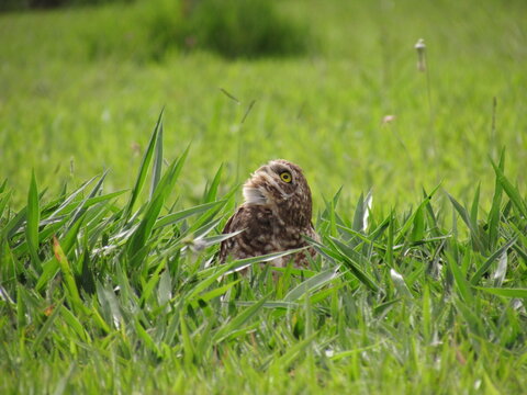 Coruja buraqueira num campo verde olhando para cima