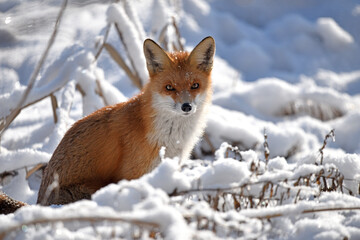 Obraz premium Vulpes, Red Fox in the Snow. animal in winter, in its natural habitat. fox hunting in winter season. Predator in nature. Red fur. a cunning, dangerous and beautiful animal close-up