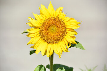 Obraz premium sunflower. Yellow sunflowers, good harvest, bright sunny flower. farming, vegetable garden, field, growing seeds for oil. health benefits, Sunflower oil improves skin health, promote cell regeneration