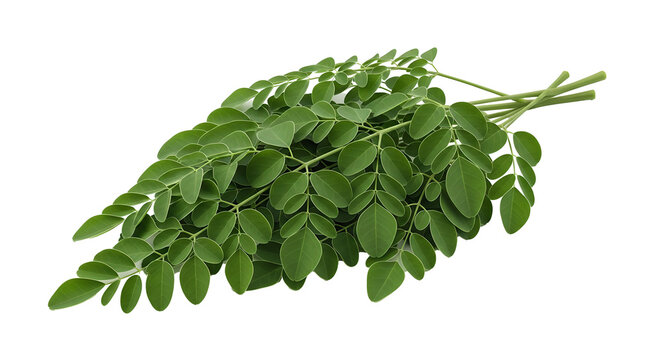 Moringa Leaves Green Fresh Isolated On Transparent Background