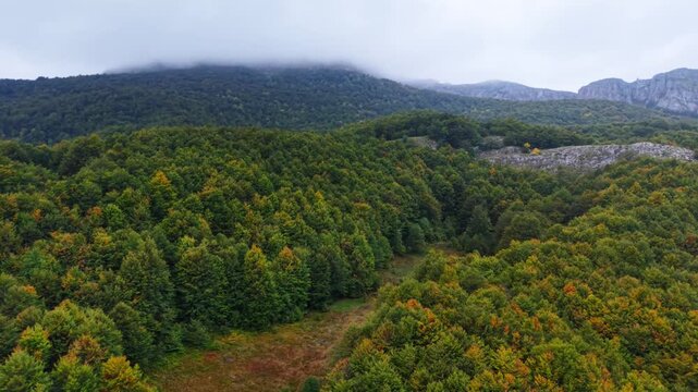 Aerial texture of dense autumn forest on mountain sloe with mist